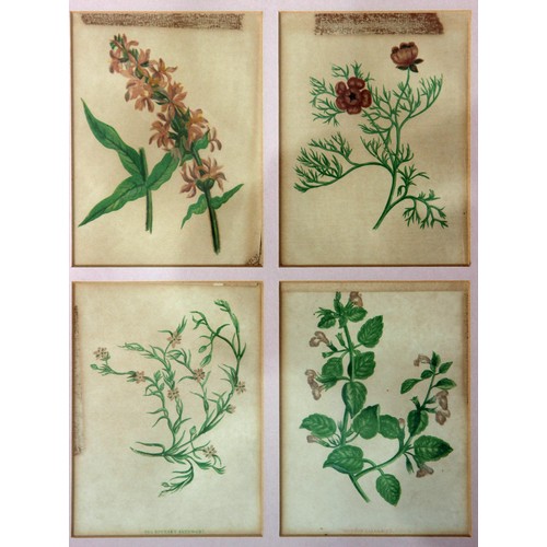 386 - Twenty Framed Chromolithographs (colour lithographs) of wild flowers by Anne Pratt from her book 