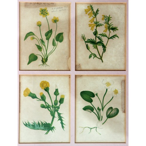 386 - Twenty Framed Chromolithographs (colour lithographs) of wild flowers by Anne Pratt from her book 