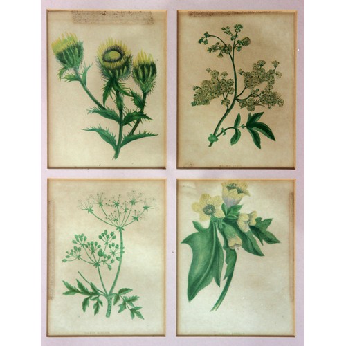 386 - Twenty Framed Chromolithographs (colour lithographs) of wild flowers by Anne Pratt from her book 