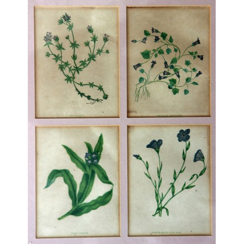 387 - Twenty Framed Chromolithographs (colour lithographs) of wild flowers by Anne Pratt from her book 