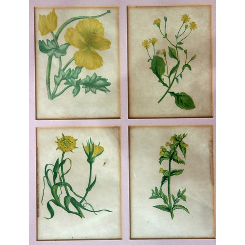 387 - Twenty Framed Chromolithographs (colour lithographs) of wild flowers by Anne Pratt from her book 