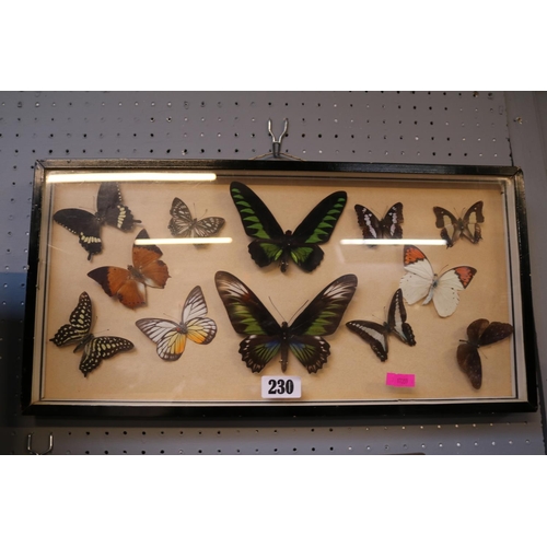 230 - Framed collection of Exotic Taxidermy Butterflies