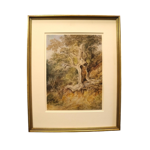 235 - Peter De Wint (British, 1784 - 1849). Original Framed Watercolour depicting Knarled Oak tree in coun... 