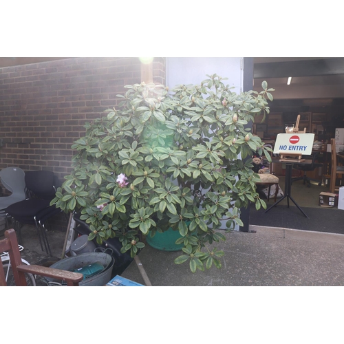 569 - Large Rhododendron in plastic pot