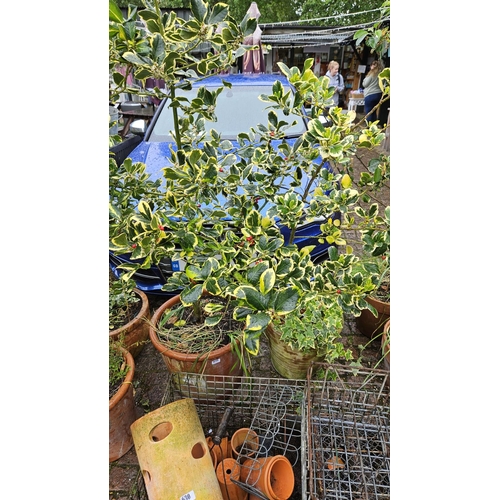 628 - 2 Variegated Holly Trees in Terracotta Pots