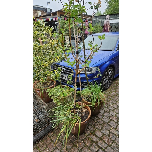 629 - 2 Fruit Trees in Terracotta Pots