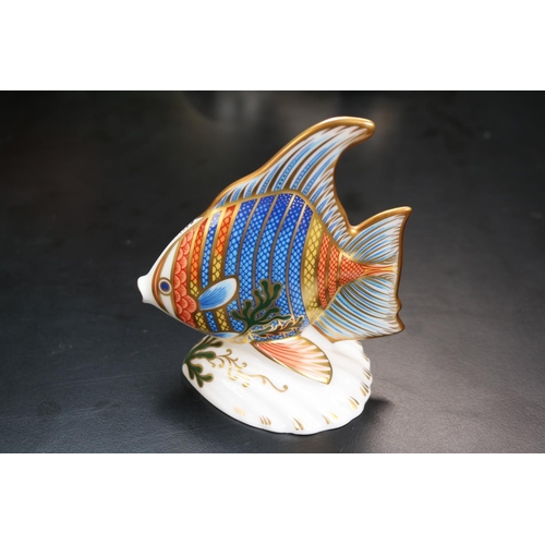 129 - Royal Crown Derby Paperweight to include Pacific Angel Fish 2070 of 2500 with Gold Stopper boxed