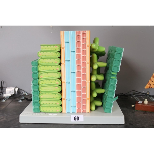 60 - Vintage Altay Dicot model structure of leaf