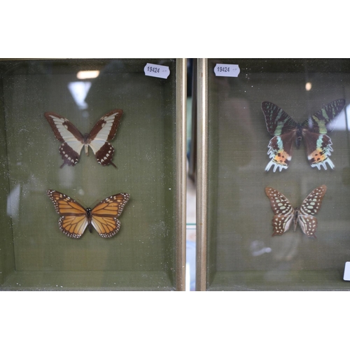 69 - 3 Framed Sets of Butterflies to include America, Madagascar, India etc