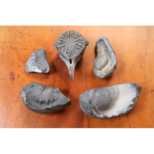 76 - Collection of 3 Whale Cetacean Bullae Inner Ear Bone fossils, Vertebrae fossil and a Fossilised shar... 