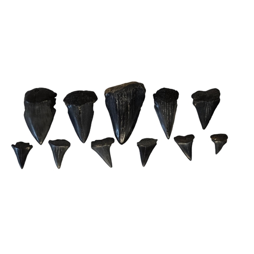 56 - Collection of Fossilised Sharks teeth to include Great White Carcharodon Carcharias and smaller, ran... 