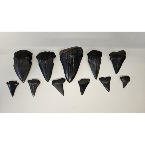 56 - Collection of Fossilised Sharks teeth to include Great White Carcharodon Carcharias and smaller, ran... 