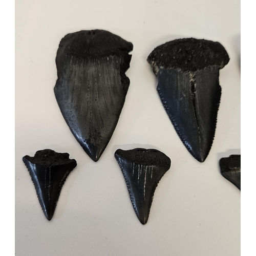 56 - Collection of Fossilised Sharks teeth to include Great White Carcharodon Carcharias and smaller, ran... 