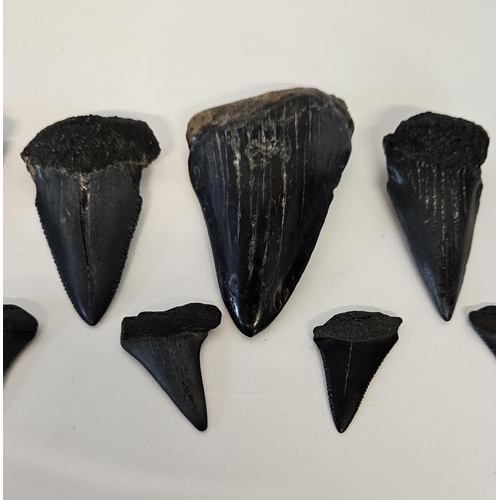 56 - Collection of Fossilised Sharks teeth to include Great White Carcharodon Carcharias and smaller, ran... 