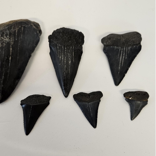 56 - Collection of Fossilised Sharks teeth to include Great White Carcharodon Carcharias and smaller, ran... 