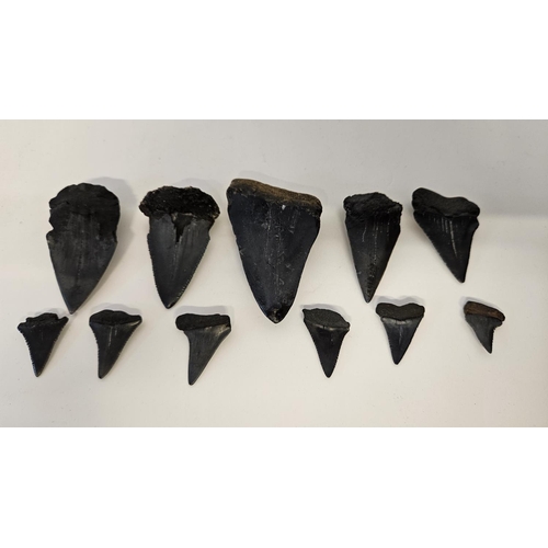 56 - Collection of Fossilised Sharks teeth to include Great White Carcharodon Carcharias and smaller, ran... 