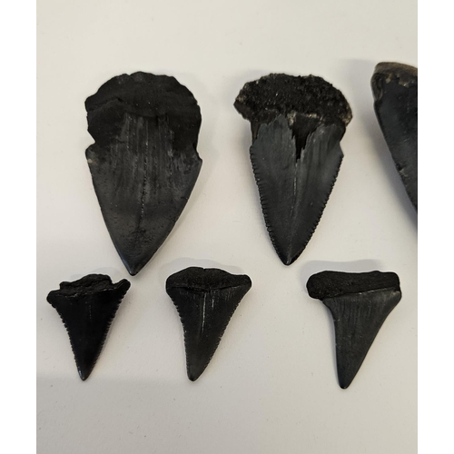 56 - Collection of Fossilised Sharks teeth to include Great White Carcharodon Carcharias and smaller, ran... 