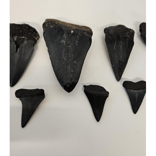 56 - Collection of Fossilised Sharks teeth to include Great White Carcharodon Carcharias and smaller, ran... 