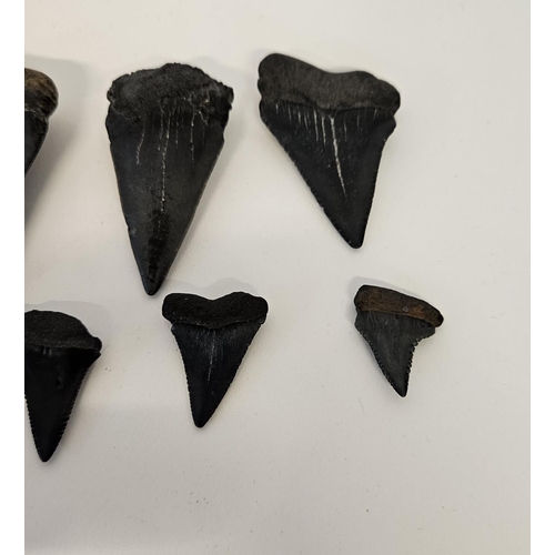 56 - Collection of Fossilised Sharks teeth to include Great White Carcharodon Carcharias and smaller, ran... 