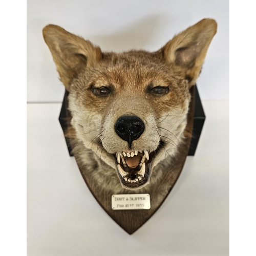 72 - Taxidermy: A Red Fox Mask (Vulpes vulpes) marked 'Boot & Slipper' dated 21st Feb 1953. An adult head... 