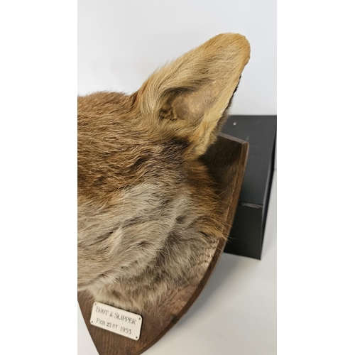 72 - Taxidermy: A Red Fox Mask (Vulpes vulpes) marked 'Boot & Slipper' dated 21st Feb 1953. An adult head... 