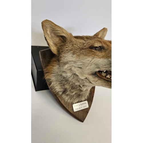 72 - Taxidermy: A Red Fox Mask (Vulpes vulpes) marked 'Boot & Slipper' dated 21st Feb 1953. An adult head... 