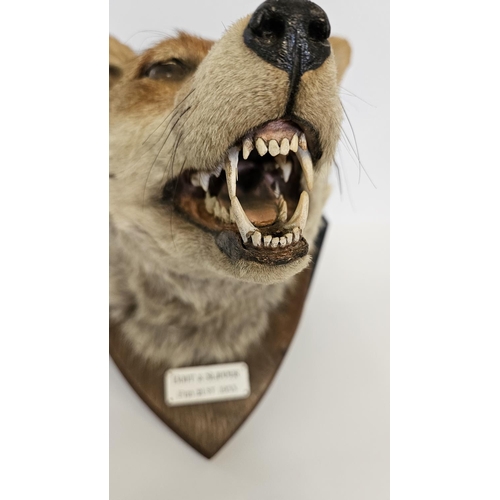 72 - Taxidermy: A Red Fox Mask (Vulpes vulpes) marked 'Boot & Slipper' dated 21st Feb 1953. An adult head... 