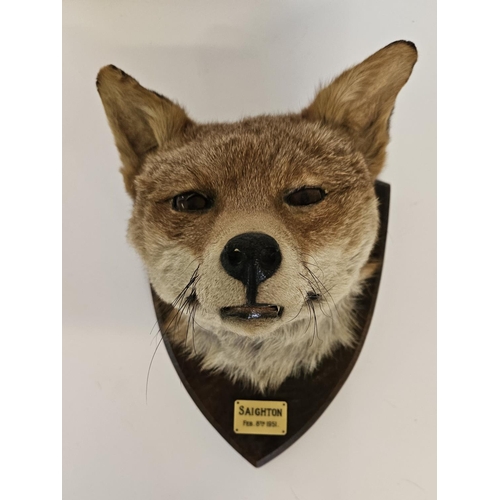 73 - Taxidermy: A Red Fox Mask (Vulpes vulpes) marked 'Saighton' dated 8th Feb 1951. An adult head mount ... 