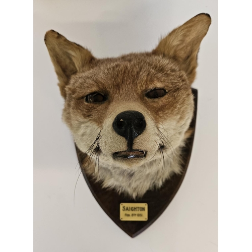 73 - Taxidermy: A Red Fox Mask (Vulpes vulpes) marked 'Saighton' dated 8th Feb 1951. An adult head mount ... 