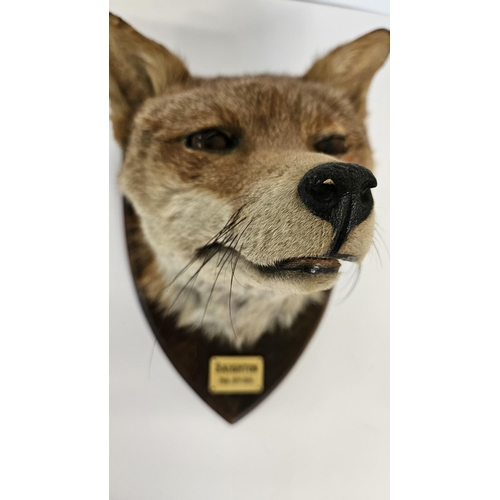 73 - Taxidermy: A Red Fox Mask (Vulpes vulpes) marked 'Saighton' dated 8th Feb 1951. An adult head mount ... 