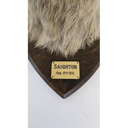 73 - Taxidermy: A Red Fox Mask (Vulpes vulpes) marked 'Saighton' dated 8th Feb 1951. An adult head mount ... 