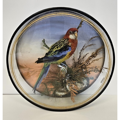 74 - Taxidermy: A Circular Cased Eastern Rosella Parrot (Platycerus eximius), by J Gardner of 425 Oxford ... 