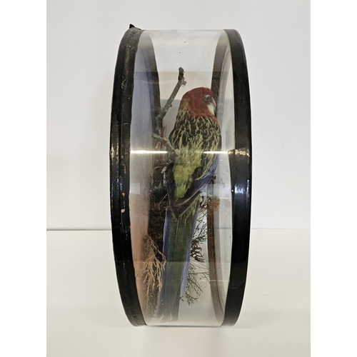 74 - Taxidermy: A Circular Cased Eastern Rosella Parrot (Platycerus eximius), by J Gardner of 425 Oxford ... 