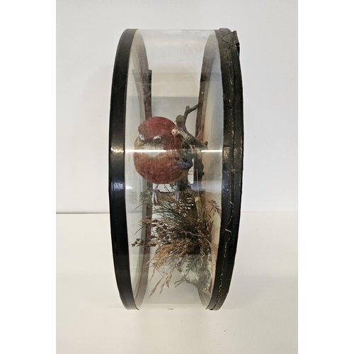 74 - Taxidermy: A Circular Cased Eastern Rosella Parrot (Platycerus eximius), by J Gardner of 425 Oxford ... 