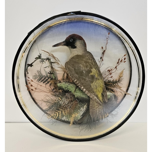 75 - Taxidermy: A Circular Cased Woodpecker, by J Gardner of 425 Oxford Street London. A full mount adult... 