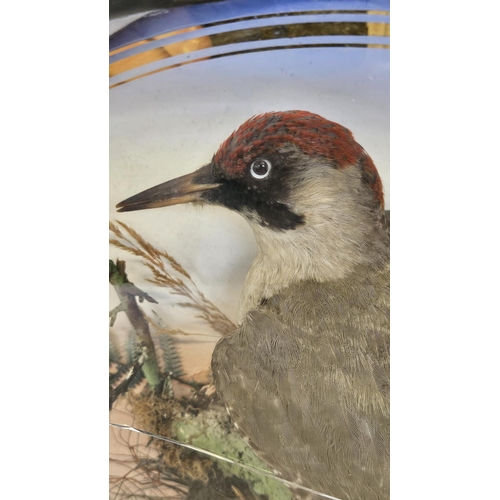 75 - Taxidermy: A Circular Cased Woodpecker, by J Gardner of 425 Oxford Street London. A full mount adult... 