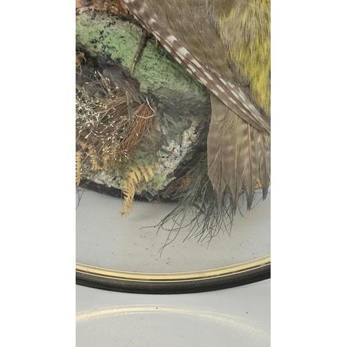 75 - Taxidermy: A Circular Cased Woodpecker, by J Gardner of 425 Oxford Street London. A full mount adult... 