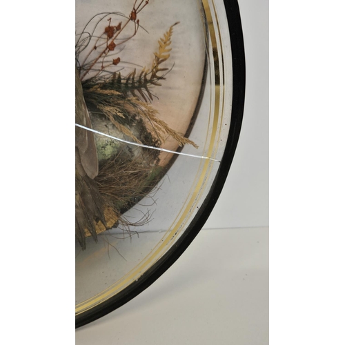 75 - Taxidermy: A Circular Cased Woodpecker, by J Gardner of 425 Oxford Street London. A full mount adult... 