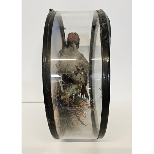 75 - Taxidermy: A Circular Cased Woodpecker, by J Gardner of 425 Oxford Street London. A full mount adult... 