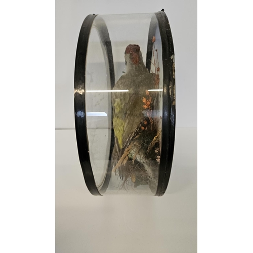 75 - Taxidermy: A Circular Cased Woodpecker, by J Gardner of 425 Oxford Street London. A full mount adult... 