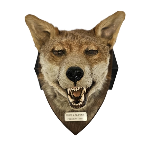 72 - Taxidermy: A Red Fox Mask (Vulpes vulpes) marked 'Boot & Slipper' dated 21st Feb 1953. An adult head... 