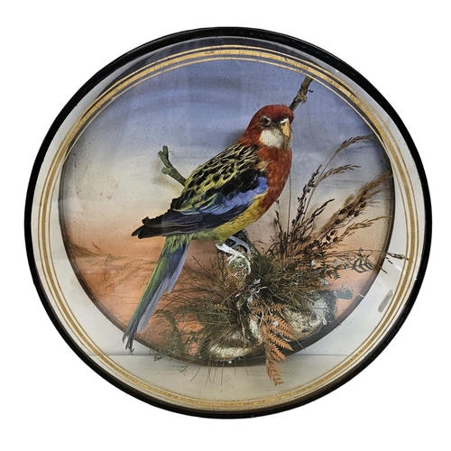 74 - Taxidermy: A Circular Cased Eastern Rosella Parrot (Platycerus eximius), by J Gardner of 425 Oxford ... 