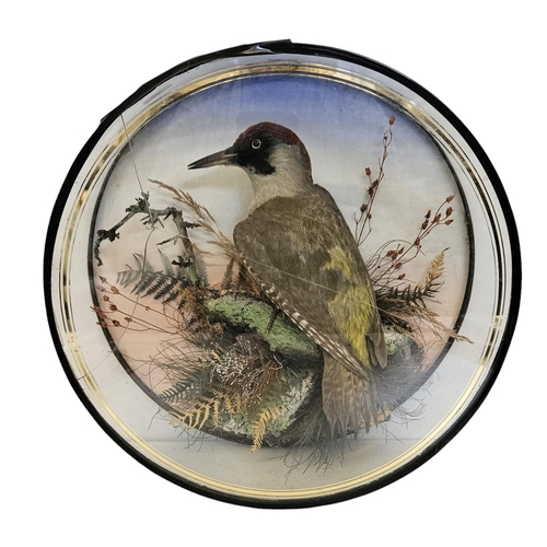 75 - Taxidermy: A Circular Cased Woodpecker, by J Gardner of 425 Oxford Street London. A full mount adult... 