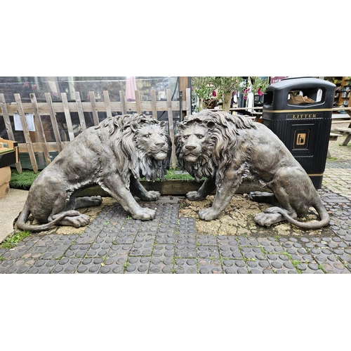 374 - Pair of Large Fine Cast Bronze Lions of Life Size 86cm in Height