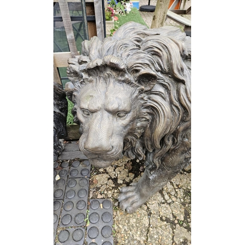 374 - Pair of Large Fine Cast Bronze Lions of Life Size 86cm in Height