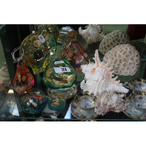 21 - Collection of Vintage Seashell paperweights and assorted Coral and Shells