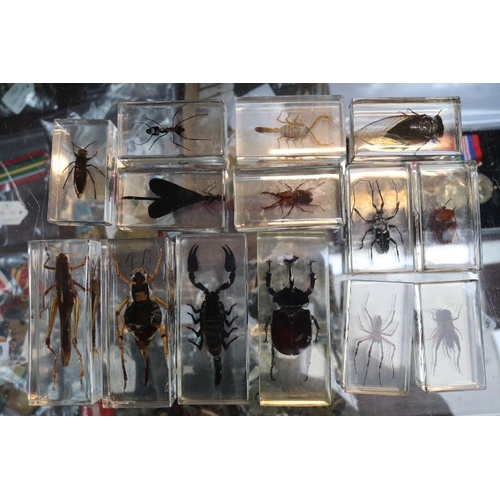 14 - Collection of Resin set insects to include Scorpion, Spider, Ant, Locust etc (14)