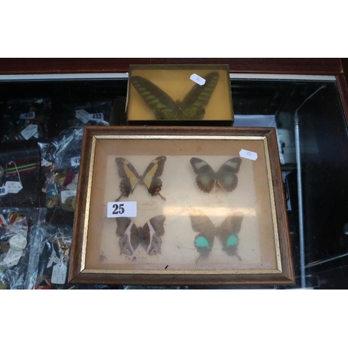 25 - Collection of Taxidermy African Butterflies