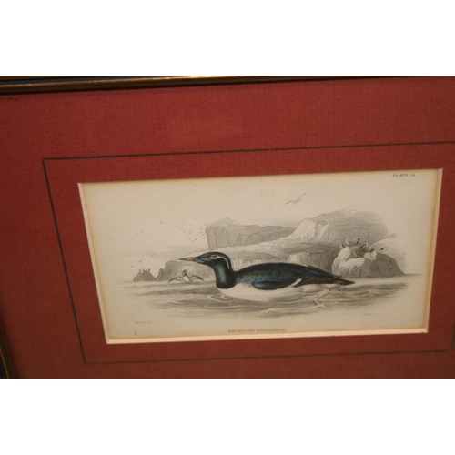 265 - Collection of ornithological prints to include Vintage oval study of Wildfowl