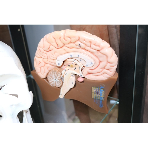 96 - Medical Skull with anatomical model of the Brain